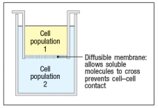 Common variable immunodeficiency (CVID) is a rather mild immunodeficiency disease that generally appears in young adults, with a peak onset between ages 20-30. Approximately 25% of the cases of CVID are familial, indicating a genetic basis for the disease. CVID patients suffer from recurrent infections of the respiratory tract, the ears, and the gastrointestinal tract. Common infections in these patients are caused by Haemophilus influenzae, Streptococcus pneumoniae and Staphylococcus aureus. Analysis of their peripheral blood cells shows normal numbers and subsets of T cells. B cell data from peripheral blood are shown in Figure : a) In general, what is the immune mechanism most likely defective in patients with CVID? Explain your reasoning. One particular family is chosen for further study. In this family, two of four children have CVID, as shown in Figure Given this pedigree, the mother’s peripheral blood leukocytes are examined for their patterns of X-chromosome inactivation. The results show that all of her T cells, B cells, and monocytes show random (50:50) inactivation of each of her X chromosomes. b) What do these data indicate about the gene defect causing CVID in this family? In a second series of studies, peripheral blood cells from one CVID patient and one healthy child in this family were collected, and T cell and B cell populations were separately isolated. These cell populations were mixed in different combinations, and then cultured for one week in the cytokines IL-4, IL-21, and IL-6. At the end of one week, the concentrations of secreted antibody in the culture supernatants were measured c) What do these data indicate about the gene defect causing CVID in this family? In a final set of experiments, the isolated T cells and B cells from the study above were used in a transwell assay. In this assay, shown in Figure , cell populations are separated by a semi-permeable membrane. This allows soluble mediators to equilibrate between the top and bottom chambers, but prevents direct cell–cell contact. As a control, the cell populations were mixed together in the bottom chamber, a result that would replicate the findings from the study above. In addition, in this study, all wells contained IL-4, IL-6, and IL-21. After 7 days, culture supernatants were analyzed for antibody concentrations.The results of the transwell experiments are shown in Table . d) What do these data indicate about the function of the gene that is defective in the CVID patients from this family?