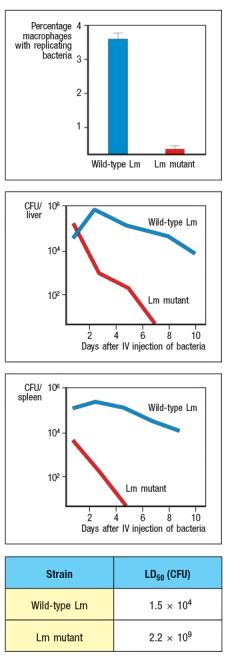 Listeria monocytogenes is a Gram-positive facultative intracellular bacterium. Infection with L. monocytogenes is the leading cause of food-borne illness. After uptake by phagocytic cells (e.g., macrophages) in the infected host, L. monocytogenes replicates to high levels in the macrophage cytosol, and then travels to neighboring macrophages by polymerizing cytosolic actin, and using these 'actin rockets' to traverse into an adjacent cell. A mutant strain of L. monocytogenes (Lm-mutant) has been identified that shows greatly reduced virulence in animal models, and is impaired in its ability to establish a focus of bacterial replication in isolated macrophages in culture, when compared to wild-type L. monocytogenes (wild-type Lm). Additional data indicated that wild-type Lm and Lm-mutant strains were equally efficiently phagocytosed by macrophages, indicating no defect in Lm-mutant bacteria in gaining access to their target host cell. The graphs in Figure show: (top) % macrophages with large numbers of replicating bacteria after in vitro infection; (middle and bottom) CFU per liver or per spleen following infection of mice with non-lethal doses of bacteria. The table shows the LD<sub>50</sub>, a measure of the dose of bacteria that will kill 50% of the mice following infection. a) Based on these data, name two possible functions of the gene missing in the Lm-mutant strain. To assess the function of the defective gene in the Lm-mutant strain, wild-type Lm and Lm-mutant bacteria were used to infect isolated macrophages and the subcellular localization of individual bacteria was examined by electron microscopy. Representative images of a timecourse post-infection are shown in Figure b) What is the most likely function of the gene that is defective in the Lm-mutant strain and what is the fate of the Lm-mutant bacteria? L. monocytogenes infection triggers a broad range of immune responses. Early after infection, L. monocytogenes induces innate immune responses consisting of the production of several pro-inflammatory cytokines and other mediators. This results in elimination of most of the bacteria. However, complete clearance of the L. monocytogenes infection requires an effective T cell response targeting the bacterial antigens. Thus, mice that lack T cells become chronic carriers of L. monocytogenes after infection. c) Which subset of T cells is most likely to provide the protective immunity to wild-type L. monocytogenes? d) Would you expect to see an altered T cell response to macrophages infected with Lm-mutant bacteria compared to those infected with wild-type Lm? Explain your reasoning