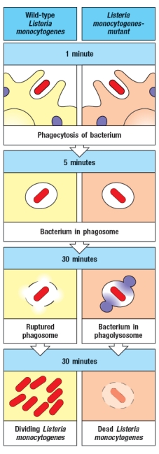 Listeria monocytogenes is a Gram-positive facultative intracellular bacterium. Infection with L. monocytogenes is the leading cause of food-borne illness. After uptake by phagocytic cells (e.g., macrophages) in the infected host, L. monocytogenes replicates to high levels in the macrophage cytosol, and then travels to neighboring macrophages by polymerizing cytosolic actin, and using these 'actin rockets' to traverse into an adjacent cell. A mutant strain of L. monocytogenes (Lm-mutant) has been identified that shows greatly reduced virulence in animal models, and is impaired in its ability to establish a focus of bacterial replication in isolated macrophages in culture, when compared to wild-type L. monocytogenes (wild-type Lm). Additional data indicated that wild-type Lm and Lm-mutant strains were equally efficiently phagocytosed by macrophages, indicating no defect in Lm-mutant bacteria in gaining access to their target host cell. The graphs in Figure show: (top) % macrophages with large numbers of replicating bacteria after in vitro infection; (middle and bottom) CFU per liver or per spleen following infection of mice with non-lethal doses of bacteria. The table shows the LD<sub>50</sub>, a measure of the dose of bacteria that will kill 50% of the mice following infection. a) Based on these data, name two possible functions of the gene missing in the Lm-mutant strain. To assess the function of the defective gene in the Lm-mutant strain, wild-type Lm and Lm-mutant bacteria were used to infect isolated macrophages and the subcellular localization of individual bacteria was examined by electron microscopy. Representative images of a timecourse post-infection are shown in Figure b) What is the most likely function of the gene that is defective in the Lm-mutant strain and what is the fate of the Lm-mutant bacteria? L. monocytogenes infection triggers a broad range of immune responses. Early after infection, L. monocytogenes induces innate immune responses consisting of the production of several pro-inflammatory cytokines and other mediators. This results in elimination of most of the bacteria. However, complete clearance of the L. monocytogenes infection requires an effective T cell response targeting the bacterial antigens. Thus, mice that lack T cells become chronic carriers of L. monocytogenes after infection. c) Which subset of T cells is most likely to provide the protective immunity to wild-type L. monocytogenes? d) Would you expect to see an altered T cell response to macrophages infected with Lm-mutant bacteria compared to those infected with wild-type Lm? Explain your reasoning