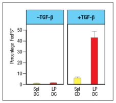 Wild-type mice are adoptively transferred with naive CD4 T cells isolated from OT-II T-cell receptor transgenic mice. These OT-II T cells are specific for a peptide of the chicken ovalbumin protein (OVA) bound to MHC class II. After transfer, the OT-II cells rapidly disperse to all of the secondary lymphoid organs in the recipient mice. Half of the recipient mice are then given OVA protein dissolved in their drinking water, and the other half of the mice receive normal drinking water for 5 days. On the following day (day 6), lymphocytes from the spleen, the peripheral lymph nodes (LN), mesenteric lymph nodes (MLN), Peyer's patches (PP) and lamina propria (LP) are isolated and examined for the proportions of CD4 T cells in each organ expressing FoxP3. The results are shown in Figure. a) What is the conclusion from this experiment? To investigate this further, dendritic cells are isolated from the spleen (spl-DC) or from the lamina propria of the small intestine (LP-DC). Each subset of dendritic cells is pulsed with the OVA protein, and then incubated with naive OT-II CD4 T cells for 5 days in the presence or absence of TGF- \beta . The CD4 T cells are then examined for FoxP3 expression; the results are shown in Figure. b) Why is TGF- \beta added in this experiment? c) What is the major difference between the splenic dendritic cells and those isolated from the lamina propria? The CD4 T cells from the experiment above, in which the T cells were cultured for 5 days with OVA-pulsed splenic or lamina propria dendritic cells in the presence or absence of TGF- \beta , were also assessed for their surface expression of the integrin \alpha 4 \beta 7. d) Of the four groups of T cells shown in the graph, which ones would be expected to show high levels of \alpha 4 \beta 7?