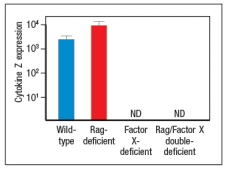 Like wild-type (WT) mice, Rag-deficient mice have large numbers of commensal microbes in their gastrointestinal (GI) tract that remain contained in restricted to anatomical locations associated with the GI tract. However, when Rag-deficient mice are treated with a depleting antibody that eliminates all lymphocytes from the animals, these mice suffer from dissemination of commensal bacteria to peripheral organs, such as spleen and liver, and show evidence of systemic inflammation as shown by cytokine levels in the serum. ND, not detected; D3, day 3 post-antibody injection; D14, day 14 post-antibody injection. a) What are the cells in Rag-deficient mice, that, when depleted by the antibody injection, cause bacterial dissemination and systemic inflammation? In a follow-up study, the Rag-deficient mice were treated with a blocking antibody to neutralize a cytokine (cytokine Z) known to be produced by lymphocytes. On day 14 post-antibody injection, the spleen and liver of the mice were analyzed for numbers of bacteria, and the results are shown in Figure : b) What is the likely identity of cytokine Z? In a second follow-up study, Rag-deficient mice were crossed to a knockout for a transcription factor (Factor X) also known to be expressed in some lymphocytes. Lamina propria lymphocytes were isolated from wild-type mice, Rag-deficient mice, Factor-X-deficient mice, and double Rag/Factor-X deficient mice, and mRNA was prepared from the cells. RT-PCR was then used to determine the mRNA transcript levels for cytokine Z in all four lymphocyte populations, and the results are shown in Figure. c) What is the likely identity of Factor X? In a final experiment, the entire small intestine of wild-type mice, Rag-deficient mice, or Factor X-deficient mice is isolated and processed for mRNA, which is then used in RT-PCR experiments. Expression levels of mRNA encoding RegIII \beta and RegIII \gamma are assessed in these samples; the results are shown in Figure. d) What do these data indicate about the regulation of RegIII \beta and RegIII \gamma expression? Which cells are expressing RegIII \beta and RegIII \gamma ?
