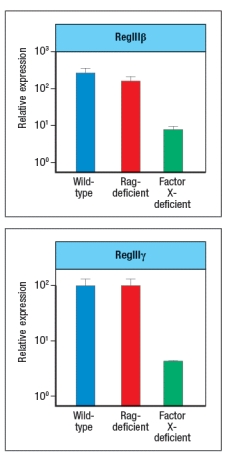 Like wild-type (WT) mice, Rag-deficient mice have large numbers of commensal microbes in their gastrointestinal (GI) tract that remain contained in restricted to anatomical locations associated with the GI tract. However, when Rag-deficient mice are treated with a depleting antibody that eliminates all lymphocytes from the animals, these mice suffer from dissemination of commensal bacteria to peripheral organs, such as spleen and liver, and show evidence of systemic inflammation as shown by cytokine levels in the serum. ND, not detected; D3, day 3 post-antibody injection; D14, day 14 post-antibody injection. a) What are the cells in Rag-deficient mice, that, when depleted by the antibody injection, cause bacterial dissemination and systemic inflammation? In a follow-up study, the Rag-deficient mice were treated with a blocking antibody to neutralize a cytokine (cytokine Z) known to be produced by lymphocytes. On day 14 post-antibody injection, the spleen and liver of the mice were analyzed for numbers of bacteria, and the results are shown in Figure : b) What is the likely identity of cytokine Z? In a second follow-up study, Rag-deficient mice were crossed to a knockout for a transcription factor (Factor X) also known to be expressed in some lymphocytes. Lamina propria lymphocytes were isolated from wild-type mice, Rag-deficient mice, Factor-X-deficient mice, and double Rag/Factor-X deficient mice, and mRNA was prepared from the cells. RT-PCR was then used to determine the mRNA transcript levels for cytokine Z in all four lymphocyte populations, and the results are shown in Figure. c) What is the likely identity of Factor X? In a final experiment, the entire small intestine of wild-type mice, Rag-deficient mice, or Factor X-deficient mice is isolated and processed for mRNA, which is then used in RT-PCR experiments. Expression levels of mRNA encoding RegIII \beta and RegIII \gamma are assessed in these samples; the results are shown in Figure. d) What do these data indicate about the regulation of RegIII \beta and RegIII \gamma expression? Which cells are expressing RegIII \beta and RegIII \gamma ?