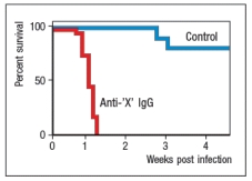 <strong>Toxoplasma gondii is a single-celled parasitic protozoan that infects and replicates in macrophages. It is common in the environment, and is transmitted to humans by the ingestion of undercooked meat or by accidental ingestion of the parasite's oocytes from contaminated water or cat litter. Infected individuals with healthy immune systems are generally asymptomatic, and rapidly clear the infection. However, in AIDS patients, infections of Toxoplasma gondii can lead to severe disease and even death. To investigate the immune mechanisms important in controlling Toxoplasma gondii, a mouse model of the infection was developed. Mice were infected with the protozoa at a dose where the majority of the mice survive the infection, and at the same time, were injected with a neutralizing antibody to a cytokine made by T cells (anti-'X' IgG). A second group of mice received the protozoa plus a control IgG antibody, as shown in Figure Q10). Figure Q10) The most likely candidate for cytokine 'X' is:</strong> A) IFN- \gamma B) IL-2 C) IL-4 D) IL-17 E) GM-CSF