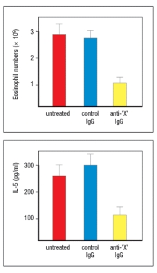 <strong>Allergic airway inflammation can be induced in mice by immunizing them with an allergen that produces a T<sub>H</sub>2 effector response, and then challenging the immunized mice with an inhaled form of that allergen. In this disease model, the T<sub>H</sub>2 effector cells present in the lung respond to the inhaled allergen challenge by producing type 2 cytokines that recruit eosinophils and induce airway inflammation. In addition, a component of this T<sub>H</sub>2 response is antigen-independent, as shown by the effects of administering a neutralizing antibody along with the allergen challenge. This neutralizing antibody (anti-'X' IgG) has the effects shown in Figure Q14). antibody was shown to inhibit the response of the T<sub>H</sub>2 cells, and therefore is likely to be:</strong> A) A neutralizing antibody to IL-12 B) A neutralizing antibody to IL-4 C) A neutralizing antibody to TSLP D) A neutralizing antibody to STAT4 E) A neutralizing antibody to IL-13