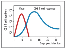 The kinetics of a typical CD8 T cell response to an acute virus infection in mice is shown in Figure .   and starting at ~day 10 post-infection, the majority of the virus-specific CD8 T cells die. The death of these virus-specific CD8 T cells is caused by: