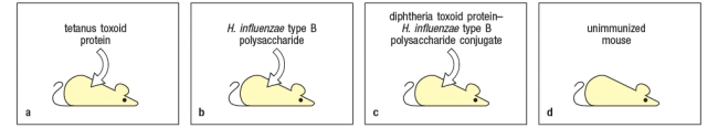 <strong>A set of mice are each immunized with one of the following as shown in Figure. Mouse A is immunized with tetanus toxoid protein. Mouse B is immunized with the Haemophilus influenzae type b polysaccharide antigen. Mouse C is immunized with a conjugate of the diphtheria toxoid protein linked to H. influenzae type b polysaccharide. Mouse D is left unimmunized (naive). Four weeks later the spleen cells from each mouse are isolated, and B lymphocytes and T lymphocytes from each spleen cell population are purified. When mixed together in culture together with a conjugate antigen of the tetanus toxoid protein linked to the to H. influenzae type b polysaccharide, which combination of spleen cells would generate a memory B cell response?</strong> A) B lymphocytes from mouse B plus T lymphocytes from mouse B B) B lymphocytes from mouse A plus T lymphocytes from mouse A C) B lymphocytes from mouse C plus T lymphocytes from mouse A D) B lymphocytes from mouse C plus T lymphocytes from mouse D E) B lymphocytes from mouse B plus T lymphocytes from mouse D