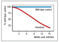 <strong>Following an acute virus infection in which the host clears the virus by approximately one week post-infection, a population of virus-specific memory CD8 T cells is maintained and can be detected for months to years post-infection. In mice with a knockout of a single cytokine, virus-specific memory CD8 T cells cannot be maintained, and disappear over time as shown in Figure. The most likely identity of the cytokine that is missing in these knockout mice is:</strong> A) IL-15 B) IL-2 C) IL-21 D) IL-23 E) IL-4