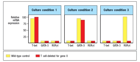  Hyper-IgE syndrome, also known as Job’s syndrome, is an immunodeficiency disease resulting from the lack of function of a single gene (gene ‘X’). Patients with this disease are highly susceptible to infections with extracellular bacteria and fungi, most frequently including Staphylococcus aureus infections and Candida albicans infections in the skin. Analysis of the various immune cell compartments indicates that these patients have normal numbers of each cell lineage (i.e., CD4 and CD8 T cells, B cells, monocytes, dendritic cells, NK cells, granulocytes, etc.), and normal levels of IgG, IgA, and IgM antibodies, but higher than normal levels of IgE.    a) Given this information, name a likely component of the immune response that could be impaired in these patients.  To investigate the immune mechanism impaired in these patients, a mouse model of this gene deficiency was generated. Conditional knockout mouse lines were generated in which gene X was knocked out in either the T cells, the B cells, or the myeloid cells of the mouse. For each conditional knockout line, mice were challenged with Candida albicans, and the ability to clear the infection was assessed. In mice, infection of the oral cavity with Candida albicans has been shown to be a valid model for mucosal Candida albicans infections in humans. After infection, the response was assessed by measuring fungal burden (CFU/g tissue) on the tongue. The resulting data are shown in Figure     b) Based on these data, what is the most likely immune function impaired in the Gene X-deficient patients? 	 Histological examination of tongue sections from Candida albicans infected mice were examined, and the numbers of infiltrating leukocytes (white blood cells) were quantified in each microscopic field of each section, and the results are shown in Figure     c) Do these data support or refute your hypothesis stated in response to question (b)? Why or why not? To examine the details of T cell responses when Gene X is absent from the T cells, a series of in vitro experiments were performed. CD4 T cells were isolated from wild type mice and from T cell-deleted Gene X knockout mice, and were stimulated in vitro with a combination of anti-CD3 and anti-CD28 antibodies to activate the T cells. In addition,  each culture was supplemented with one of the following cytokine conditions:  (1) IFN- \gamma  plus IL-12; (2) IL-4; or (3) IL-6, TGF- \beta , IL-1 plus IL-23. After four days, the cells were examined for the expression of transcription factors by RT-PCR, as shown in Figure. Note that Gene X does not encode T-bet, GATA-3, or ROR \gamma t. Instead, these data indicated impaired responses of Gene X-deficient T cells to the cytokines used in these in vitro culture experiments.       d) Based on these data, name three candidate genes that could be Gene X. 