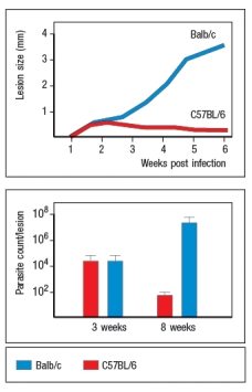  Synthesis question: Leishmania parasites are intracellular protozoa that causes skin sores, and in some individuals, infections that spread systemically and cause damage to internal organs. In mice, different strains of inbred mice have varying responses to the Leishmania parasite Leishmania major. Whereas C57BL/6 mice develop self-healing skin lesions following infection, Balb/c mice develop non-healing lesions and ultimately succumb to systemic, fatal disease. An example of such data is shown in Figure Q28)A. For these studies, mice were infected with 2  \times  10<sup>6</sup> L. major promastigotes in the footpad, and the sizes of skin lesions and the numbers of parasites per lesion were measured at the indicated times post-infection.   An example of the cytokine data from L. major infected mice is shown in Figure Q28)B. At the indicated times the percentages of CD4 T cells in the draining lymph node producing IFN- \gamma  versus IL-4 following stimulation with L. major antigens were measured by intracellular cytokine staining.    on T<sub>H</sub>1 effector T cells, CD8 effector T cells, and NK cells. These chemokines are normally not detectable in healthy tissues, but are strongly up-regulated during infection, injury or inflammation, in response to IFN- \gamma  production in the tissue. d) How might this information help explain the divergent ability of C57BL/6 versus Balb/c mice to accumulate increasing numbers of effector T cells into the L. major lesions over the long timecourse shown in the data above? 