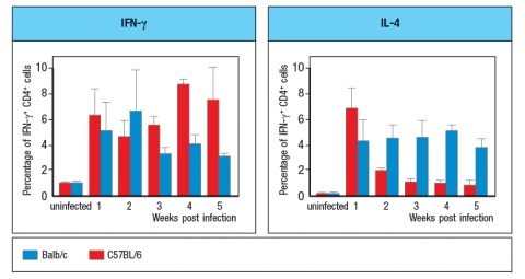  Synthesis question: Leishmania parasites are intracellular protozoa that causes skin sores, and in some individuals, infections that spread systemically and cause damage to internal organs. In mice, different strains of inbred mice have varying responses to the Leishmania parasite Leishmania major. Whereas C57BL/6 mice develop self-healing skin lesions following infection, Balb/c mice develop non-healing lesions and ultimately succumb to systemic, fatal disease. An example of such data is shown in Figure Q28)A. For these studies, mice were infected with 2  \times  10<sup>6</sup> L. major promastigotes in the footpad, and the sizes of skin lesions and the numbers of parasites per lesion were measured at the indicated times post-infection.   An example of the cytokine data from L. major infected mice is shown in Figure Q28)B. At the indicated times the percentages of CD4 T cells in the draining lymph node producing IFN- \gamma  versus IL-4 following stimulation with L. major antigens were measured by intracellular cytokine staining.    on T<sub>H</sub>1 effector T cells, CD8 effector T cells, and NK cells. These chemokines are normally not detectable in healthy tissues, but are strongly up-regulated during infection, injury or inflammation, in response to IFN- \gamma  production in the tissue. d) How might this information help explain the divergent ability of C57BL/6 versus Balb/c mice to accumulate increasing numbers of effector T cells into the L. major lesions over the long timecourse shown in the data above? 