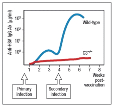 Individuals infected with herpes simplex virus (HSV) mount protective antibody responses directed against the surface glycoproteins of the virus. These antibodies are critical to viral clearance, contributing to viral neutralization as well as to complement-mediated and cytotoxic cell-mediated killing of infected target cells. Surprisingly, humans as well as mice deficient in the complement protein, C3, have greatly reduced antibody responses to T cell-dependent antigens, and are impaired in their ability to control HSV infections. When C3-deficient mice are infected with HSV, once at day 0 and then a second time 4 weeks later, their antibody response is altered compared to wild-type mice, as shown in Figure. a) What is a likely explanation for the altered antibody response in the absence of complement C3? To test your hypothesis, the following experiment is performed. Wild-type and C3<sup>-/-</sup> mice are each inoculated with a replication-defective form of HSV (HSV-rd). This virus infects cells, stimulates innate immune responses, but is not able to replicate and spread in the body. For this experiment, mice are infected with varying doses of the HSV-rd virus, and peak IgG responses to the viral surface glycoproteins are measured. The results are shown in Figure. b) What is the most likely explanation for these data? Do these results impact your answer to part (a)? Explain your reasoning. To further elucidate the function of complement C3 in the humoral immune response, a knockout mouse line lacking the receptor for C3 fragments is generated. This receptor is encoded by the Cr2 gene, so knockout mice lacking this gene are known as Cr2-/-. Previous studies have indicated that the complement receptor encoded by the Cr2 gene is expressed on B cells and on the follicular dendritic cells that reside in B cell zones of secondary lymphoid organs. To distinguish the functions of the complement receptor on these two cell types, a series of bone marrow chimeras are generated. Wild-type bone marrow is used to reconstitute lethally irradiated Cr2<sup>-/-</sup> mice (wt \to Cr2-/-), or vice versa (Cr2-/- \to wt). As controls, Cr2<sup>-/-</sup> bone marrow is used to reconstitute Cr2-/- recipients (Cr2-/- \to Cr2-/-), and wild-type bone marrow used to reconstitute wild-type recipients (wt \to wt). These mice are then inoculated with the HSV-rd virus at 10<sup>6</sup> PFU, once at day 0 and then a second time at day 28, and the anti-HSV IgG responses are measured every 7 days, as shown in Figure. c) From the data shown above, on which cell type is the expression of the complement receptor most important for humoral immunity? d) For each of the cell types expressing the complement receptor encoded by Cr2, what is the explanation for their importance in humoral immunity to HSV inoculation?