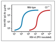 Individuals infected with herpes simplex virus (HSV) mount protective antibody responses directed against the surface glycoproteins of the virus. These antibodies are critical to viral clearance, contributing to viral neutralization as well as to complement-mediated and cytotoxic cell-mediated killing of infected target cells. Surprisingly, humans as well as mice deficient in the complement protein, C3, have greatly reduced antibody responses to T cell-dependent antigens, and are impaired in their ability to control HSV infections. When C3-deficient mice are infected with HSV, once at day 0 and then a second time 4 weeks later, their antibody response is altered compared to wild-type mice, as shown in Figure. a) What is a likely explanation for the altered antibody response in the absence of complement C3? To test your hypothesis, the following experiment is performed. Wild-type and C3<sup>-/-</sup> mice are each inoculated with a replication-defective form of HSV (HSV-rd). This virus infects cells, stimulates innate immune responses, but is not able to replicate and spread in the body. For this experiment, mice are infected with varying doses of the HSV-rd virus, and peak IgG responses to the viral surface glycoproteins are measured. The results are shown in Figure. b) What is the most likely explanation for these data? Do these results impact your answer to part (a)? Explain your reasoning. To further elucidate the function of complement C3 in the humoral immune response, a knockout mouse line lacking the receptor for C3 fragments is generated. This receptor is encoded by the Cr2 gene, so knockout mice lacking this gene are known as Cr2-/-. Previous studies have indicated that the complement receptor encoded by the Cr2 gene is expressed on B cells and on the follicular dendritic cells that reside in B cell zones of secondary lymphoid organs. To distinguish the functions of the complement receptor on these two cell types, a series of bone marrow chimeras are generated. Wild-type bone marrow is used to reconstitute lethally irradiated Cr2<sup>-/-</sup> mice (wt \to Cr2-/-), or vice versa (Cr2-/- \to wt). As controls, Cr2<sup>-/-</sup> bone marrow is used to reconstitute Cr2-/- recipients (Cr2-/- \to Cr2-/-), and wild-type bone marrow used to reconstitute wild-type recipients (wt \to wt). These mice are then inoculated with the HSV-rd virus at 10<sup>6</sup> PFU, once at day 0 and then a second time at day 28, and the anti-HSV IgG responses are measured every 7 days, as shown in Figure. c) From the data shown above, on which cell type is the expression of the complement receptor most important for humoral immunity? d) For each of the cell types expressing the complement receptor encoded by Cr2, what is the explanation for their importance in humoral immunity to HSV inoculation?