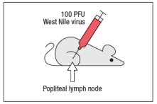 West Nile virus (WNV) is a human pathogen that is transmitted by mosquitoes, which inject the virus into the host while they are feeding. To study the immune response to WNV, mice can be infected by injecting 100 PFU of virus into the footpad. This generates a robust immune response 7 days post-infection in the popliteal lymph node (LN), located behind the knee, as indicated in Figure. Popliteal LN cells are isolated from the mouse shown above at day 7 post-infection, and the T cells are stimulated in vitro with the WNV peptide P33 plus dendritic cells isolated from a non-infected mouse of the same strain. Five hours later, the CD8 T cells in the culture are analyzed for their ability to produce the cytokine IFN- \gamma , and the numbers of IFN- \gamma -producing CD8 T cells are quantified. As a control, T cells are also stimulated with an irrelevant non-viral peptide (ova) plus dendritic cells. The results are shown in Figure. a) Why is the T cell response different between the two lymph node populations? To identify the important antigen-presenting cell required to activate WNV-specific CD8 T cells in the popliteal LN, wild-type mice and Batf3-/- mice are each immunized with 100 PFU of WNV in the left footpad, as above. Previous studies have indicated that Batf3-/- mice lack one particular subset of conventional dendritic cells, known as CD8 \alpha + dendritic cells (DC), but otherwise appear to have normal numbers and subsets of all other immune cell populations (e.g., T cells, B cells, macrophages, etc.). The results of this experiment are shown in Figure b) Name two possible functions of CD8 \alpha + dendritic cells that could account for the results seen in the Batf3<sup>-/-</sup> mice immunized with WNV. To distinguish between the possible functions of CD8 \alpha + dendritic cells, another set of wild-type and Batf3<sup>-/-</sup> mice are immunized with 100 PFU of WNV in the left footpad. At day 7 post-infection, the left popliteal LN are isolated from the mice, and the CD4 T cells in these LN populations are tested for responses to a WNV peptide bound to MHC class II (peptide Y). As a negative control, an MHC class II-binding peptide from ova is used. These results are shown in Figure . c) Do these results rule in/out either of your proposed functions of CD8 \alpha + dendritic cells indicated in answer to part (b)? Why or why not?
