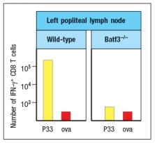 West Nile virus (WNV) is a human pathogen that is transmitted by mosquitoes, which inject the virus into the host while they are feeding. To study the immune response to WNV, mice can be infected by injecting 100 PFU of virus into the footpad. This generates a robust immune response 7 days post-infection in the popliteal lymph node (LN), located behind the knee, as indicated in Figure. Popliteal LN cells are isolated from the mouse shown above at day 7 post-infection, and the T cells are stimulated in vitro with the WNV peptide P33 plus dendritic cells isolated from a non-infected mouse of the same strain. Five hours later, the CD8 T cells in the culture are analyzed for their ability to produce the cytokine IFN- \gamma , and the numbers of IFN- \gamma -producing CD8 T cells are quantified. As a control, T cells are also stimulated with an irrelevant non-viral peptide (ova) plus dendritic cells. The results are shown in Figure. a) Why is the T cell response different between the two lymph node populations? To identify the important antigen-presenting cell required to activate WNV-specific CD8 T cells in the popliteal LN, wild-type mice and Batf3-/- mice are each immunized with 100 PFU of WNV in the left footpad, as above. Previous studies have indicated that Batf3-/- mice lack one particular subset of conventional dendritic cells, known as CD8 \alpha + dendritic cells (DC), but otherwise appear to have normal numbers and subsets of all other immune cell populations (e.g., T cells, B cells, macrophages, etc.). The results of this experiment are shown in Figure b) Name two possible functions of CD8 \alpha + dendritic cells that could account for the results seen in the Batf3<sup>-/-</sup> mice immunized with WNV. To distinguish between the possible functions of CD8 \alpha + dendritic cells, another set of wild-type and Batf3<sup>-/-</sup> mice are immunized with 100 PFU of WNV in the left footpad. At day 7 post-infection, the left popliteal LN are isolated from the mice, and the CD4 T cells in these LN populations are tested for responses to a WNV peptide bound to MHC class II (peptide Y). As a negative control, an MHC class II-binding peptide from ova is used. These results are shown in Figure . c) Do these results rule in/out either of your proposed functions of CD8 \alpha + dendritic cells indicated in answer to part (b)? Why or why not?