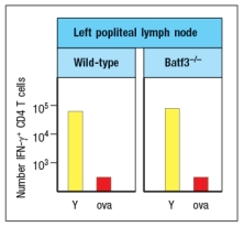 West Nile virus (WNV) is a human pathogen that is transmitted by mosquitoes, which inject the virus into the host while they are feeding. To study the immune response to WNV, mice can be infected by injecting 100 PFU of virus into the footpad. This generates a robust immune response 7 days post-infection in the popliteal lymph node (LN), located behind the knee, as indicated in Figure. Popliteal LN cells are isolated from the mouse shown above at day 7 post-infection, and the T cells are stimulated in vitro with the WNV peptide P33 plus dendritic cells isolated from a non-infected mouse of the same strain. Five hours later, the CD8 T cells in the culture are analyzed for their ability to produce the cytokine IFN- \gamma , and the numbers of IFN- \gamma -producing CD8 T cells are quantified. As a control, T cells are also stimulated with an irrelevant non-viral peptide (ova) plus dendritic cells. The results are shown in Figure. a) Why is the T cell response different between the two lymph node populations? To identify the important antigen-presenting cell required to activate WNV-specific CD8 T cells in the popliteal LN, wild-type mice and Batf3-/- mice are each immunized with 100 PFU of WNV in the left footpad, as above. Previous studies have indicated that Batf3-/- mice lack one particular subset of conventional dendritic cells, known as CD8 \alpha + dendritic cells (DC), but otherwise appear to have normal numbers and subsets of all other immune cell populations (e.g., T cells, B cells, macrophages, etc.). The results of this experiment are shown in Figure b) Name two possible functions of CD8 \alpha + dendritic cells that could account for the results seen in the Batf3<sup>-/-</sup> mice immunized with WNV. To distinguish between the possible functions of CD8 \alpha + dendritic cells, another set of wild-type and Batf3<sup>-/-</sup> mice are immunized with 100 PFU of WNV in the left footpad. At day 7 post-infection, the left popliteal LN are isolated from the mice, and the CD4 T cells in these LN populations are tested for responses to a WNV peptide bound to MHC class II (peptide Y). As a negative control, an MHC class II-binding peptide from ova is used. These results are shown in Figure . c) Do these results rule in/out either of your proposed functions of CD8 \alpha + dendritic cells indicated in answer to part (b)? Why or why not?