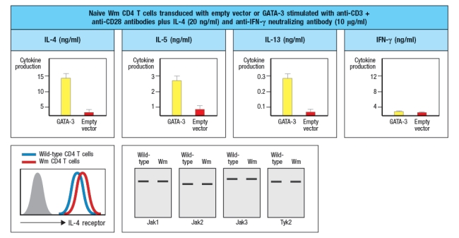 A mouse line (called 'Wm') is discovered that has an unexpected immunodeficiency. Genetic studies indicate that the immunodeficiency is due to a single gene defect. The Wm mice have normal numbers of all immune cell lineages, including T cell, B cells, macrophages, dendritic cells, NK cells, and granulocytes. When infected with viruses or intracellular bacteria and protozoa, the Wm mice mount normal protective T cell responses and clear the infections. However, given a helminthic parasite infection, the Wm mice cannot clear the infection and succumb to the disease. A set of wild-type (WT) and Wm mice were infected with the helminthic parasite, Nippostrongylus brasiliensis, and cytokine production by the CD4 T cells was analyzed. For this experiment, CD4 T cells were isolated from mice at day 8 post-infection, stimulated in vitro for 24 hr stimulation with anti-CD3 antibody to elicit cytokine secretion, and then cytokine levels in the culture supernatants were examined by ELISA. The results are shown in Figure. a) What process is likely defective in the Wm mice? b) Which molecules are the best candidates for the defective gene in Wm mice? Note that the transcription factor GATA-3 is not a likely candidate gene, as GATA-3-deficient mice have an early block in T cell development in the thymus, and completely lack all T cells.and Wm mice and were stimulated in vitro with anti-CD3 plus anti-CD28 antibodies, in the presence of additional cytokines and blocking antibodies as indicated. After three days of stimulation, the T cells are isolated, washed, and restimulated with anti-CD3 antibody in medium lacking any cytokines or antibodies. After 24 hr, the cytokines present in the supernatants of these restimulated CD4 T cells are examined by ELISA. These data are show in Figure. c) Do these results change your answers to parts (a) or (b) above? To continue to identify the molecule or pathway defective in Wm T cells, CD4 T cells are isolated from Wm mice and stimulated in vitro with anti-CD3 + anti-CD28 antibodies in the presence of IL-4 and anti-IFN- \gamma antibody, as above. One day later, the cells are transduced with a vector expressing the transcription factor GATA3. From this vector, GATA3 will be expressed constitutively and at high levels, in all of the T cells. As a control, an 'empty' vector (not containing GATA-3) is also transduced into Wm CD4 T cells. Three days later, the cells are washed and restimulated for cytokine secretion analysis by ELISA, as above. Additionally, flow cytometry analysis of naive wild-type and Wm CD4 T cells stained with an antibody to the IL-4 receptor was performed, and the results are shown.and Wm CD4 T cells was then performed to examine the expression of the four Jak-family tyrosine kinases required for downstream signaling induced by the cytokine receptors expressed on T cells. The results from these experiments are shown in Figure. d) With the new information provided by the data shown above, name the most likely candidate molecule for the defect in Wm T cells, and explain your reasoning.