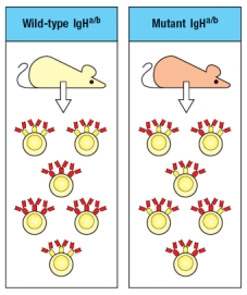 A wild-type mouse that is heterozygous for two immunoglobulin heavy chain alleles (IgH<sup>a/b</sup>) generates the population of B cells shown on the left of Figure . A mouse strain, also IgH<sup>a/b</sup>, carries an inactivating mutation in the VpreB gene. In addition to producing fewer mature B cells than the wild-type mice, the VpreB-deficient mice generate B cells as shown on the right. What is the explanation of the difference seen between the wild-type and the VpreB-mutant B cells?