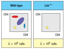 Synthesis question: To investigate how T-cell receptor signaling regulates T cell development in the thymus, a mutant mouse is generated with a deficiency in the T cell tyrosine kinase, LCK (Lck<sup>-/-</sup> mice). Analysis of thymocytes from these mice, stained with antibodies to CD4 and CD8, is shown in Figure. a) What is the explanation for the altered number and subsets of thymocytes in Lck-/- mice? Due to the defect observed in the germline Lck-deficient mice, it is not possible to use these mice to examine any potential role for this T-cell receptor signaling protein at later stages of thymocyte development. To circumvent this problem, conditional Lck-deficient mice are generated by crossing mice with a homozygous 'floxed' allele of Lck (Lck<sup>fl/fl</sup>) to mice that express the cre recombinase in CD4<sup>+</sup>CD8<sup>+</sup> double-positive thymocytes (i.e., CD4-cre). When cre is expressed at the double-positive stage, the Lck gene is deleted, and thymocytes become Lck-deficient at that time. The thymocyte profile of these Lck<sup>fl/fl</sup> x CD4-cre mice is shown in Figure. b) What is the explanation for the altered thymocyte profile seen in Lck<sup>fl/fl</sup> x CD4-cre mice? To further assess the impact of altered T-cell receptor signaling on thymocyte development, another line of mice is generated that express a super-active version of the Lck kinase (called 'Lck-super') under control of the CD4 promoter. This super-active Lck is expressed starting at the double-positive stage in the thymus. Lck-super is activated by T-cell receptor signaling, just like wild-type Lck, but when activated has an approximately tenfold increased kinase activity. Surprisingly, mice expressing Lck-super do not develop increased numbers of mature T cells, but instead, show the following. c) What is the most likely explanation for the altered profile of thymocytes seen in the Lck-super mice? Struck by the findings in the Lck-super mice, an investigator performs one further experiment. This researcher clones the rearranged T-cell receptor \alpha and \beta chain genes from two CD4 single-positive thymocytes: one that is isolated from a WT thymus, and the second, isolated from an Lck-super thymus. Each T-cell receptor \alpha : \beta pair is used to generate a T-cell receptor transgenic line, so that nearly 100% of all double-positive thymocytes in each transgenic line express only the transgenic T-cell receptor. The two T cell receptor transgenics are named based on which mouse line the receptor chains were originally isolated from. The one from the wild-type line is known as TCR-tg<sup>wt</sup>, and the one originally isolated from the Lck-super line is known as TCR-tg<sup>super</sup>. In each case, thymocytes from the T-cell receptor transgenic lines are analyzed on a wild-type background, or after crossing to the Lck-super line. The results are shown in Figure. d) Explain the results observed in this experiment.
