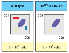 Synthesis question: To investigate how T-cell receptor signaling regulates T cell development in the thymus, a mutant mouse is generated with a deficiency in the T cell tyrosine kinase, LCK (Lck<sup>-/-</sup> mice). Analysis of thymocytes from these mice, stained with antibodies to CD4 and CD8, is shown in Figure. a) What is the explanation for the altered number and subsets of thymocytes in Lck-/- mice? Due to the defect observed in the germline Lck-deficient mice, it is not possible to use these mice to examine any potential role for this T-cell receptor signaling protein at later stages of thymocyte development. To circumvent this problem, conditional Lck-deficient mice are generated by crossing mice with a homozygous 'floxed' allele of Lck (Lck<sup>fl/fl</sup>) to mice that express the cre recombinase in CD4<sup>+</sup>CD8<sup>+</sup> double-positive thymocytes (i.e., CD4-cre). When cre is expressed at the double-positive stage, the Lck gene is deleted, and thymocytes become Lck-deficient at that time. The thymocyte profile of these Lck<sup>fl/fl</sup> x CD4-cre mice is shown in Figure. b) What is the explanation for the altered thymocyte profile seen in Lck<sup>fl/fl</sup> x CD4-cre mice? To further assess the impact of altered T-cell receptor signaling on thymocyte development, another line of mice is generated that express a super-active version of the Lck kinase (called 'Lck-super') under control of the CD4 promoter. This super-active Lck is expressed starting at the double-positive stage in the thymus. Lck-super is activated by T-cell receptor signaling, just like wild-type Lck, but when activated has an approximately tenfold increased kinase activity. Surprisingly, mice expressing Lck-super do not develop increased numbers of mature T cells, but instead, show the following. c) What is the most likely explanation for the altered profile of thymocytes seen in the Lck-super mice? Struck by the findings in the Lck-super mice, an investigator performs one further experiment. This researcher clones the rearranged T-cell receptor \alpha and \beta chain genes from two CD4 single-positive thymocytes: one that is isolated from a WT thymus, and the second, isolated from an Lck-super thymus. Each T-cell receptor \alpha : \beta pair is used to generate a T-cell receptor transgenic line, so that nearly 100% of all double-positive thymocytes in each transgenic line express only the transgenic T-cell receptor. The two T cell receptor transgenics are named based on which mouse line the receptor chains were originally isolated from. The one from the wild-type line is known as TCR-tg<sup>wt</sup>, and the one originally isolated from the Lck-super line is known as TCR-tg<sup>super</sup>. In each case, thymocytes from the T-cell receptor transgenic lines are analyzed on a wild-type background, or after crossing to the Lck-super line. The results are shown in Figure. d) Explain the results observed in this experiment.