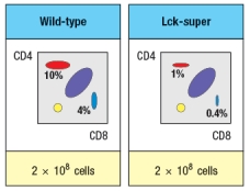 Synthesis question: To investigate how T-cell receptor signaling regulates T cell development in the thymus, a mutant mouse is generated with a deficiency in the T cell tyrosine kinase, LCK (Lck<sup>-/-</sup> mice). Analysis of thymocytes from these mice, stained with antibodies to CD4 and CD8, is shown in Figure. a) What is the explanation for the altered number and subsets of thymocytes in Lck-/- mice? Due to the defect observed in the germline Lck-deficient mice, it is not possible to use these mice to examine any potential role for this T-cell receptor signaling protein at later stages of thymocyte development. To circumvent this problem, conditional Lck-deficient mice are generated by crossing mice with a homozygous 'floxed' allele of Lck (Lck<sup>fl/fl</sup>) to mice that express the cre recombinase in CD4<sup>+</sup>CD8<sup>+</sup> double-positive thymocytes (i.e., CD4-cre). When cre is expressed at the double-positive stage, the Lck gene is deleted, and thymocytes become Lck-deficient at that time. The thymocyte profile of these Lck<sup>fl/fl</sup> x CD4-cre mice is shown in Figure. b) What is the explanation for the altered thymocyte profile seen in Lck<sup>fl/fl</sup> x CD4-cre mice? To further assess the impact of altered T-cell receptor signaling on thymocyte development, another line of mice is generated that express a super-active version of the Lck kinase (called 'Lck-super') under control of the CD4 promoter. This super-active Lck is expressed starting at the double-positive stage in the thymus. Lck-super is activated by T-cell receptor signaling, just like wild-type Lck, but when activated has an approximately tenfold increased kinase activity. Surprisingly, mice expressing Lck-super do not develop increased numbers of mature T cells, but instead, show the following. c) What is the most likely explanation for the altered profile of thymocytes seen in the Lck-super mice? Struck by the findings in the Lck-super mice, an investigator performs one further experiment. This researcher clones the rearranged T-cell receptor \alpha and \beta chain genes from two CD4 single-positive thymocytes: one that is isolated from a WT thymus, and the second, isolated from an Lck-super thymus. Each T-cell receptor \alpha : \beta pair is used to generate a T-cell receptor transgenic line, so that nearly 100% of all double-positive thymocytes in each transgenic line express only the transgenic T-cell receptor. The two T cell receptor transgenics are named based on which mouse line the receptor chains were originally isolated from. The one from the wild-type line is known as TCR-tg<sup>wt</sup>, and the one originally isolated from the Lck-super line is known as TCR-tg<sup>super</sup>. In each case, thymocytes from the T-cell receptor transgenic lines are analyzed on a wild-type background, or after crossing to the Lck-super line. The results are shown in Figure. d) Explain the results observed in this experiment.