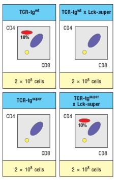 Synthesis question: To investigate how T-cell receptor signaling regulates T cell development in the thymus, a mutant mouse is generated with a deficiency in the T cell tyrosine kinase, LCK (Lck<sup>-/-</sup> mice). Analysis of thymocytes from these mice, stained with antibodies to CD4 and CD8, is shown in Figure. a) What is the explanation for the altered number and subsets of thymocytes in Lck-/- mice? Due to the defect observed in the germline Lck-deficient mice, it is not possible to use these mice to examine any potential role for this T-cell receptor signaling protein at later stages of thymocyte development. To circumvent this problem, conditional Lck-deficient mice are generated by crossing mice with a homozygous 'floxed' allele of Lck (Lck<sup>fl/fl</sup>) to mice that express the cre recombinase in CD4<sup>+</sup>CD8<sup>+</sup> double-positive thymocytes (i.e., CD4-cre). When cre is expressed at the double-positive stage, the Lck gene is deleted, and thymocytes become Lck-deficient at that time. The thymocyte profile of these Lck<sup>fl/fl</sup> x CD4-cre mice is shown in Figure. b) What is the explanation for the altered thymocyte profile seen in Lck<sup>fl/fl</sup> x CD4-cre mice? To further assess the impact of altered T-cell receptor signaling on thymocyte development, another line of mice is generated that express a super-active version of the Lck kinase (called 'Lck-super') under control of the CD4 promoter. This super-active Lck is expressed starting at the double-positive stage in the thymus. Lck-super is activated by T-cell receptor signaling, just like wild-type Lck, but when activated has an approximately tenfold increased kinase activity. Surprisingly, mice expressing Lck-super do not develop increased numbers of mature T cells, but instead, show the following. c) What is the most likely explanation for the altered profile of thymocytes seen in the Lck-super mice? Struck by the findings in the Lck-super mice, an investigator performs one further experiment. This researcher clones the rearranged T-cell receptor \alpha and \beta chain genes from two CD4 single-positive thymocytes: one that is isolated from a WT thymus, and the second, isolated from an Lck-super thymus. Each T-cell receptor \alpha : \beta pair is used to generate a T-cell receptor transgenic line, so that nearly 100% of all double-positive thymocytes in each transgenic line express only the transgenic T-cell receptor. The two T cell receptor transgenics are named based on which mouse line the receptor chains were originally isolated from. The one from the wild-type line is known as TCR-tg<sup>wt</sup>, and the one originally isolated from the Lck-super line is known as TCR-tg<sup>super</sup>. In each case, thymocytes from the T-cell receptor transgenic lines are analyzed on a wild-type background, or after crossing to the Lck-super line. The results are shown in Figure. d) Explain the results observed in this experiment.