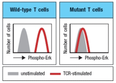 T cells with defective TCR signaling are discovered, and found to have an inactivating mutation in a key TCR signaling protein. Using an antibody that recognizes the phosphorylated (activated) form of the Erk Map-kinase, stimulated T cells are permeabilized, stained with this antibody, and analyzed on the flow cytometer. These data are shown in Figure Q21). Figure Q21) Additional experiments examining Ca<sup>2</sup><sup>+</sup> influx into T cells following TCR stimulation show a normal response in the mutant T cells. One likely candidate gene that could be mutated in the defective cells is: