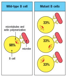 <strong>A mutant B cell line is examined by confocal microscopy after incubation with a microbial pathogen recognized by the BCR on these B cells. The B cells have been stained with antibodies to visualize the localization of polymerized actin and microtubules. As a control, wild-type B cells are examined. The results are shown in Figure, with the numbers indicating the proportion of cells examined that show each pattern of staining. To identify the specific signaling defect in these mutant B cells, a reasonable biochemical assay would be to:</strong> A) Determine if BCR stimulation of mutant B cells produces enhanced binding of the B cell to the microbe B) Determine whether the mutant B cells have reduced levels of the enzyme Protein kinase C- \theta C) Determine whether the mutant B cells are overexpressing the enzyme Vav D) Determine whether BCR stimulation of mutant B cells promotes exchange of GDP for GTP on cdc42 E) Determine whether BCR stimulation of mutant B cells produces increased levels of DAG