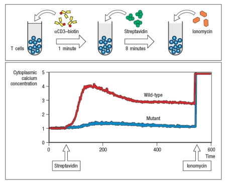 Antigen receptor signaling and lymphocyte activation.antibody coupled to biotin, followed by cross-linking with Streptavidin (S-Av). As the antibody and then S-Av are added, the cells are run on the flow cytometer to examine the fluorescence of the Ca<sup>2</sup><sup>+</sup>-sensitive dye. After several minutes of analysis, the cells are stimulated with ionomycin (Iono), to induce Ca<sup>2</sup><sup>+</sup> influx; this is used as a positive control to ensure that the cells are loaded with the dye. In Figure Q41)A, the characteristic pattern of Ca<sup>2</sup><sup>+</sup> influx is shown in the red line (wild-type; WT), where TCR stimulation causes a sharp rise in cytoplasmic Ca<sup>2</sup><sup>+</sup>, followed by a slow decline over hours. As shown below, cytoplasmic Ca<sup>2</sup><sup>+</sup> concentrations do not normally return to baseline for the timecourse of this experiment. A mutant mouse is identified with a defect in T cell activation in response to TCR stimulation. The calcium response of T cells from the mutant mouse is shown in the blue line. a) Given these data, name three T cell signaling proteins that could be defective in the mutant T cells. Then name three T cell signaling proteins that could not be responsible for this defect, even if mutated. Additional experiments are performed to analyze protein tyrosine phosphorylation in response to TCR stimulation. For these experiments, T cells are stimulated with anti-CD3 antibody, and then lysates are prepared and run on a protein (SDS-PAGE) gel to separate the proteins by molecular weight. The proteins are transferred from the gel to a membrane for immunoblotting using an antibody that binds to all phosphorylated tyrosine residues in any protein; this antibody is called ‘anti-phospho-tyrosine antibody,’ and is abbreviated as anti-P-Y. The results are shown in Figure . You confirm that the mutant T cells express normal levels of all the proteins detected in the WT cells, including PLC- \gamma , SLP-76, ITK, ZAP-70, LCK, LAT, and the CD3 and TCR \zeta proteins. b) Based on these additional data, which of the candidate proteins in your answer to part (a) are ruled out? Briefly explain your answer. c) What protein is most likely defective in the mutant cells and why? d) For the protein you named in your answer to part (c), which amino acids or domain of the protein could be mutated to account for all the data.