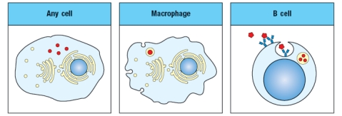 The diagram in Figure shows a pathogen (in red) that is present in different cellular compartments of each of the cell types shown. In each case, a specific T cell subset will recognize peptides of that pathogen presented on MHC molecules on the surface of the cell, and will execute its effector function. From the list below, match the appropriate T cell effector response to the cell type and location of the pathogen. i. CD4 T cell killing of target cell ii. CD8 T cell killing of target cell iii. CD4 T cell activation of target cell's antibody production iv. CD8 T cell activation of target cell's antibody production v. CD4 T cell activation of target cell's ability to kill intracellular pathogen vi. CD8 T cell activation of target cell's ability to kill intracellular pathogen