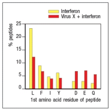 Virus infections induce production of interferons that act on infected cells to enhance their recognition by CD8 cytotoxic T cells. To counter these mechanisms, viruses often encode proteins that interfere with antigen processing and presentation. In an experiment, cells infected with Virus X are treated with interferon and compared with uninfected cells treated with interferon. Proteasomes are isolated from the two cell populations and their enzymatic activities are compared. The data in Figure show the amino acid preferences for cleavage of peptides by the two samples of proteasomes.    Based on these data, Virus X most likely encodes a protein that interferes with: