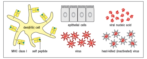 The virus shown in the diagram below is only able to infect and replicate in epithelial cells. In order for the cross-presenting dendritic cell to display viral peptides, rather than self peptides on its surface MHC class I proteins, which of the following procedures could be utilized, starting with the components shown in Figure?    