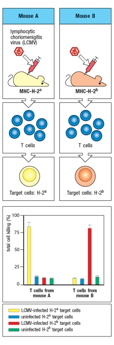 The experiment shown in Figure uses two strains of mice that differ in their MHC genes. Strain A is H-2<sup>a </sup>and Strain B is H-2<sup>b</sup>. Mice of each strain are infected with the virus LCMV, and T cells are isolated at day 8 post-infection. These T cells are mixed with target cells that express either H-2<sup>a </sup>or H-2<sup>b</sup>; in each case, the target cells are either uninfected or infected with LCMV. After a four-hour incubation of T cells with target cells, the percentage of target cells lysed by the T cells is shown in the graph.    The explanation for the results of this experiment is:
