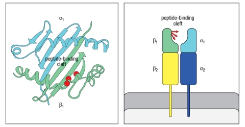 In the 1980s, a mutant strain of mice was identified, carrying amino acid changes in the MHC class II gene. This mutant strain was derived from C57Bl/6 mice, which carry the H-2<sup>b</sup> haplotype. Inbred H-2<sup>b</sup> mice express only one MHC class II protein, called A<sup>b</sup>. The mutant strain, called 'bm12' was found to have 3 amino acid changes in the A<sup>b</sup> protein, at positions 67, 70, and 71 of the Aβ chain. The positions of these amino acid changes on the MHC class II structure are shown below by the red circles in Figure . On the right, the side view diagram of MHC class II shows the direction of these three amino acid side chains. Initial experiments with wild-type C57Bl/6 mice and bm12 mice showed that the wild-type mice made a robust CD4 T cell response after immunization with the insulin protein isolated from a cow; in contrast, the bm12 mice failed to make any detectable response to this foreign protein. Epitope mapping studies identified amino acid residues 1–14 of the bovine insulin A chain as the peptide recognized by CD4 T cells from wild-type mice. a) What is the most likely explanation for the failure of bm12 mice to make a CD4 T cell response to bovine insulin? In a second set of experiments, T cells from wild-type (WT) or bm12 mice were mixed in vitro with antigen-presenting cells (APCs), in the presence or absence of the superantigen staphylococcal enterotoxin B (SEB), and T cell proliferation was measured. The data from these experiments are shown in Figure. b) What is the explanation for the results in Rows 1–4 of the table? c) Why does the T cell response to SEB (Rows 5–8) show a different pattern than the response to bovine insulin? d) In the table above, T cell proliferation was measured after 4 days of incubation of T cells, APCs, +/- SEB. If one isolated the T cells at the end of the incubation for the six conditions in which robust proliferation was seen (Rows 2, 3, 5-8), and stained the T cells with each antibody (separately) from a panel of antibodies that recognize each of the mouse V \beta domains (i.e., an antibody to V \beta 1, an antibody to V \beta 2, etc), what result would be expected?