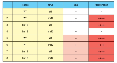 In the 1980s, a mutant strain of mice was identified, carrying amino acid changes in the MHC class II gene. This mutant strain was derived from C57Bl/6 mice, which carry the H-2<sup>b</sup> haplotype. Inbred H-2<sup>b</sup> mice express only one MHC class II protein, called A<sup>b</sup>. The mutant strain, called 'bm12' was found to have 3 amino acid changes in the A<sup>b</sup> protein, at positions 67, 70, and 71 of the Aβ chain. The positions of these amino acid changes on the MHC class II structure are shown below by the red circles in Figure . On the right, the side view diagram of MHC class II shows the direction of these three amino acid side chains. Initial experiments with wild-type C57Bl/6 mice and bm12 mice showed that the wild-type mice made a robust CD4 T cell response after immunization with the insulin protein isolated from a cow; in contrast, the bm12 mice failed to make any detectable response to this foreign protein. Epitope mapping studies identified amino acid residues 1–14 of the bovine insulin A chain as the peptide recognized by CD4 T cells from wild-type mice. a) What is the most likely explanation for the failure of bm12 mice to make a CD4 T cell response to bovine insulin? In a second set of experiments, T cells from wild-type (WT) or bm12 mice were mixed in vitro with antigen-presenting cells (APCs), in the presence or absence of the superantigen staphylococcal enterotoxin B (SEB), and T cell proliferation was measured. The data from these experiments are shown in Figure. b) What is the explanation for the results in Rows 1–4 of the table? c) Why does the T cell response to SEB (Rows 5–8) show a different pattern than the response to bovine insulin? d) In the table above, T cell proliferation was measured after 4 days of incubation of T cells, APCs, +/- SEB. If one isolated the T cells at the end of the incubation for the six conditions in which robust proliferation was seen (Rows 2, 3, 5-8), and stained the T cells with each antibody (separately) from a panel of antibodies that recognize each of the mouse V \beta domains (i.e., an antibody to V \beta 1, an antibody to V \beta 2, etc), what result would be expected?