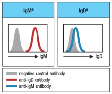 <strong>A mutagenesis screen performed on mice identified a gene with an important function in B cells. Analysis of B cells from the spleens of these mutant mice showed the results shown in Figure. However, when the C \delta coding sequences were determined, no mutations in these DNA sequences were found. To study this further, genetic crosses were set-up with another mouse strain carrying an allelic variant of the immunoglobulin heavy chain locus. The original mutant mouse strain (strain A) carries IgM<sup>a</sup> and IgD<sup>a</sup> alleles of these heavy chain genes. The second mouse strain (strain B) carries the IgM<sup>b</sup> and IgD<sup>b</sup> alleles of the heavy chain genes. These two parental strains were crossed together, generating progeny that were all heterozygous for IgM and IgD alleles B were obtained. Based on these data, the mutation in the original mutant mouse strain most likely inactivates:</strong> A) The gene for a transcription factor required for IgD gene transcription B) A regulatory region in the immunoglobulin heavy chain gene locus required for IgD gene transcription C) The gene for a factor required for alternative mRNA splicing of the immunoglobulin heavy chain primary mRNA transcript D) The gene encoding the RAG-1 or RAG-2 recombinase E) The gene for a factor that is required for IgD surface expression