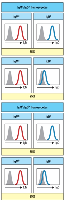 <strong>A mutagenesis screen performed on mice identified a gene with an important function in B cells. Analysis of B cells from the spleens of these mutant mice showed the results shown in Figure. However, when the C \delta coding sequences were determined, no mutations in these DNA sequences were found. To study this further, genetic crosses were set-up with another mouse strain carrying an allelic variant of the immunoglobulin heavy chain locus. The original mutant mouse strain (strain A) carries IgM<sup>a</sup> and IgD<sup>a</sup> alleles of these heavy chain genes. The second mouse strain (strain B) carries the IgM<sup>b</sup> and IgD<sup>b</sup> alleles of the heavy chain genes. These two parental strains were crossed together, generating progeny that were all heterozygous for IgM and IgD alleles B were obtained. Based on these data, the mutation in the original mutant mouse strain most likely inactivates:</strong> A) The gene for a transcription factor required for IgD gene transcription B) A regulatory region in the immunoglobulin heavy chain gene locus required for IgD gene transcription C) The gene for a factor required for alternative mRNA splicing of the immunoglobulin heavy chain primary mRNA transcript D) The gene encoding the RAG-1 or RAG-2 recombinase E) The gene for a factor that is required for IgD surface expression
