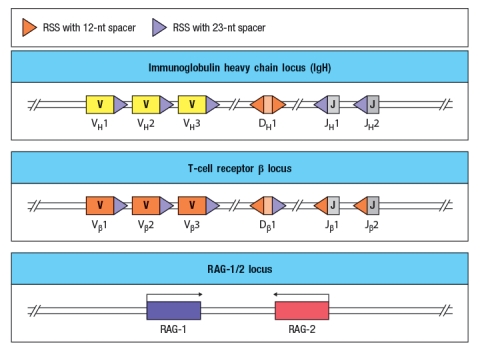 Immunodeficiency diseases arise when individuals lack one or more components of their immune system, and are identified by an individual's history of persistent or recurrent infections. Some genetic defects (mutations or small deletions) can cause profound defects in an immune cell population; alternatively, in some cases, such small defects occur that there is no visible effect on immune responses. The diagram in Figure shows simplified versions of the immunoglobulin heavy chain locus, the T-cell receptor \beta chain locus, and the locus encoding the RAG-1 and RAG-2 recombinases. For the sake of this question, imagine that these diagrams represent all of the gene segments present in the immunoglobulin heavy chain and T-cell receptor \beta chain locus. You now analyze five individuals, each of which has a single inactivating mutation in a region of one of these three loci. These mutations are each indicated by a red 'X' in Figure , and are numbered 1-5. For each of these inactivating mutations, indicate the alterations and/or defects that would be seen in the repertoire of antigen receptors found in mature B and T cells in that individual. Also, for each mutation, indicate whether the individual would likely show any immunodeficiency, such as a history of recurrent infections.