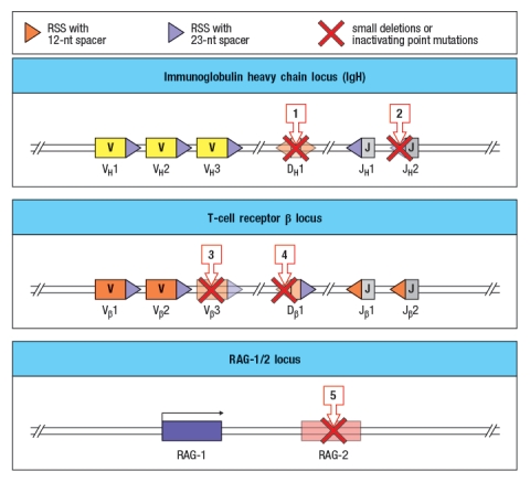 Immunodeficiency diseases arise when individuals lack one or more components of their immune system, and are identified by an individual's history of persistent or recurrent infections. Some genetic defects (mutations or small deletions) can cause profound defects in an immune cell population; alternatively, in some cases, such small defects occur that there is no visible effect on immune responses. The diagram in Figure shows simplified versions of the immunoglobulin heavy chain locus, the T-cell receptor \beta chain locus, and the locus encoding the RAG-1 and RAG-2 recombinases. For the sake of this question, imagine that these diagrams represent all of the gene segments present in the immunoglobulin heavy chain and T-cell receptor \beta chain locus. You now analyze five individuals, each of which has a single inactivating mutation in a region of one of these three loci. These mutations are each indicated by a red 'X' in Figure , and are numbered 1-5. For each of these inactivating mutations, indicate the alterations and/or defects that would be seen in the repertoire of antigen receptors found in mature B and T cells in that individual. Also, for each mutation, indicate whether the individual would likely show any immunodeficiency, such as a history of recurrent infections.