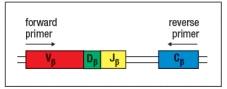 T-cell receptor spectratype analysis is used to examine the diversity of T-cell receptor \beta chain sequences in an individual's T cells. For this technique, T cells are isolated from a sample of thymocytes (developing T cells) or mature peripheral T cells from an individual. The mRNA is isolated from these cells and cDNA is generated by reverse transcription. This pool of cDNA is mixed with PCR primers that are used to amplify part of the rearranged T-cell receptor \beta chain sequence containing the complete CDR3. The position of these primers relative to the rearranged T-cell receptor \beta chain gene in the DNA locus is shown in Figure. Following the PCR amplification, the heterogeneous mixture of DNA molecules is then size-separated by electrophoresis on an apparatus that can separate molecules that differ by a single nucleotide. At the end, the quantity of material deposited in each band of a given nucleotide sequence length is quantified by densitometry, and the spectratype trace is produced. The x-axis of the spectratype depicts the number of nucleotides in each PCR product from the beginning of the forward primer to the end of the reverse primer. a) Panel A of Figure shows the spectratype trace of mature peripheral T cells from a healthy individual. What is explanation for the separation of the heterogeneous population of T-cell receptor \beta chain sequences into multiple sharp peaks of size lengths? b) Panel B shows T cells from an individual that is missing an important enzyme that contributes to T-cell receptor \beta chain diversity during the recombination process. Which enzyme is most likely absent in this individual? c) Panel C shows the spectratype analysis of T-cell receptor \beta chain sequences in developing T cells that have just completed the V-D-J recombination process. Explain why this spectratype looks different from the one shown in panel A. d) Panel D shows a more restricted example of spectratype analysis, where the forward primer used only binds to one specific V \beta sequence. In this example, the primer is specific for V \beta 17. When such a V \beta -specific primer is used, the spectratype analysis only shows the junctional sequence lengths for T cells whose \beta chain uses V \beta 17. In a healthy individual, the V \beta 17 spectratype would like just like the one shown in panel A; in other words, it would show a random distribution of V \beta 17<sup>+</sup> T-cell receptor \beta chains with a normal distribution of junctional lengths. However, in this case, the individual being studied has been infected with influenza virus, and is in the midst of a robust T cell response against the virus. What is the likely explanation for the non-random pattern of peaks on the V \beta 17 spectratype from this individual at this timepoint?