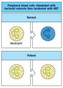 The NBT (Nitro Blue Tetrazolium) test is used to diagnose the genetic disorder Chronic Granulomatous Disease (CGD). To perform this test, peripheral blood cells from the patient are stimulated with bacterial extracts, and then incubated with the NBT compound. Normal neutrophils turn blue in this test due to cleavage of the compound, while patient neutrophils remain uncolored, as shown in Figure. Name a neutrophil receptor that is likely to be stimulated by the bacterial extract in this assay, and describe how this receptor regulates the activity of the enzyme that cleaves NBT.