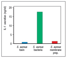 <strong>Dendritic cells in the skin, known as Langerhans cells, express very high levels of the NOD-like receptor, NLRP3. Previous studies showed that treatment of these cells with the Staphylococcus aureus pore-forming toxin causes K<sup>+</sup> efflux from the cells. To investigate whether this signal could induce IL-1 (an inflammatory cytokine) secretion by the cells, the following study was performed: The explanation for these results is:</strong> A) NLRP3 is not activated by K<sup>+</sup> efflux from the cells. B) The S. aureus toxin does not kill the Langerhans cells. C) The live S. aureus bacteria activate a TLR and NLRP3. D) The S. aureus membrane prep does not contain a TLR ligand. E) TLR activation by S. aureus membranes induces interferon production.