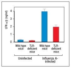 Influenza virus infects and replicates in airway epithelial cells. This virus has a segmented single-stranded RNA genome. Experiments to determine which innate immune sensors were recognizing the virus and inducing production of type I IFNs (IFN- \alpha and IFN- \beta ) were performed. For these studies, mice were infected with Influenza A virus by the intranasal route, which leads to a potent infection in the lungs. Two days post-infection, Type I IFNs were measured in the lung; A shows the results. a) Name two innate sensor categories that are likely involved in recognizing influenza virus. b) A common symptom of virus infections is fever. Which innate receptor sensing pathway is most likely responsible for this response, and how is it induced? Several cell culture lines of epithelial cells, called Cell Line A, B, or C, are incubated with 10<sup>4</sup> infectious particles of influenza virus, and viral titers in the culture media are measured 2 days later. Looking at the results of this experiment, it is apparent that the three lines do not all show the same response to the virus. To investigate these differences, mixing experiments are performed, where cells from two different cell lines are mixed together at a 1:1 ratio before the Influenza infection. c) Based on the results shown in Figure , propose an explanation for these data.