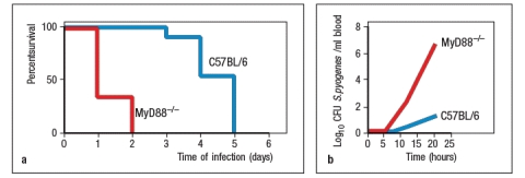 Streptococcus pyogenes is a Group A Streptococcal (GAS) bacterium that causes a variety of diseases, depending on the tissue that is infected. Most frequently, this bacterium causes strep throat and localized infections in the skin. However, on occasion, the bacteria spread to the blood, and can a cause life-threatening infection that has a mortality rate of ~25%. Studies in mouse models have shown that the recruitment of neutrophils to the site of infection is essential in the efficient elimination of a Group A strep infection. To determine the innate immune pathways involved in protection against GAS, mice lacking the adapter protein MyD88 were tested for their response to GAS compared with wild-type (C57BL/6) control mice. For these studies, mice were infected with 10<sup>4</sup> PFU of GAS subcutaneously (under the skin). The results are shown in Figure. To assess the magnitude of the increased susceptibility of MyD88<sup>-/-</sup> mice to GAS, mice were tested with increasing doses of bacteria, and the LD<sub>50</sub> (dose required to generate a lethal infection in 50% of the mice) was calculated. The conclusion of this analysis was an LD<sub>50</sub> of 2 \times 10<sup>6</sup> PFU for the wild-type mice, and <1 \times 10<sup>4</sup> for the MyD88<sup>-/- </sup>mice. In addition, when mice were infected with 5 \times 10<sup>7</sup> PFU of GAS subcutaneously, as shown in Figure panel A, all the mice eventually succumbed to the infection, but the average survival time of the wild-type mice was significantly longer than for the MyD88<sup>-/-</sup> mice. In addition, measurements of bacterial counts in the blood within the first day post-infection (panel B) confirmed the poor innate immune response of the MyD88<sup>-/-</sup> mice. However, when various knockouts of individual TLRs were tested, none of them showed increased susceptibility to GAS of a magnitude similar to the MyD88<sup>-</sup>/<sup>-</sup> mice; similarly, double knockouts of several TLRs in various combinations also failed to recapitulate the severe defect in innate immune response observed in the absence of MyD88. a) Propose an explanation for the importance of MyD88 in the innate immune response to GAS. b) If TLRs are not required for the innate immune response to GAS, what other sensor of bacterial components is a good candidate to induce the transcription of pro-inflammatory cytokine genes? To investigate the innate immune response to GAS further, macrophages were isolated from mice, and cultured together with live GAS bacteria. In addition to macrophages from wild-type mice, macrophages were also isolated from MyD88<sup>-/-</sup>, RIP2<sup>-/-</sup>, TAK1<sup>-/-</sup> and ASC<sup>-/-</sup> mice. After 18 hours of incubation, the supernatants from these cultures were test for IL-1 \beta and TNF- \alpha concentrations. The results are shown in Figure C.signaling; RIP2 for NOD receptor signaling; TAK1 for TLR and NOD receptor signaling; ASC for NLRP3 signaling to activate Caspase-1) c) Based on these data, what can you conclude about the function of MyD88 in the innate response to GAS? d) On the graphs in Figure , draw the expected results for IL-1β and TNF- \alpha mRNA levels in these macrophages. The results from wild-type macrophages are shown for reference.