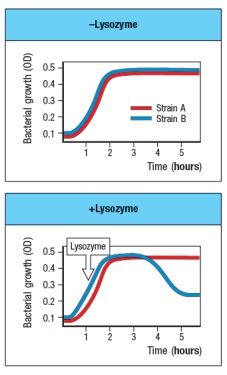 <strong>Streptococcus pneumoniae is a Gram-positive bacterium that colonizes the mucosal surface of the upper respiratory tract in humans. The presence of this bacterium in the nose and throat is widespread in the population, and in most people, colonization with Strep. pneumoniae is asymptomatic. Figure shows a comparison of in vitro growth curves of the wild-type strain of Strep. pneumoniae, as well as a Strep. pneumoniae mutant strain with a defect in one bacterial gene. The graph on the right shows the growth curve following addition of lysozyme during the logarithmic phase of bacterial growth. Which statement could account for the data in these graphs?</strong> A) Strain B is wild-type Strep. pneumoniae, and strain A is a mutant that cannot modify its peptidoglycan to be lysozyme-resistant. B) Strain B is wild-type Strep. pneumoniae, and strain A is a mutant that that expresses increased levels of LPS. C) Strain A is wild-type Strep. pneumoniae, and strain B is a mutant that cannot modify its peptidoglycan to be lysozyme-resistant. D) Strain A is wild-type Strep. pneumoniae, and strain B is a mutant that secretes an enzyme that inactivates lysozyme. E) Strain A is wild-type Strep. pneumoniae, and strain B is a mutant that cannot grow well in vitro.