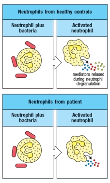 <strong>Patients with recurrent infections of Neisseria meningitidis, an extracellular bacterial pathogen that causes meningitis, were examined to determine the underlying cause of their immunodeficiency. A subset of these patients were found to have defects in complement activation on the bacterial surface, a process that for this bacterium is dominated by alternative complement activation leading to C3b deposition on the pathogen surface. When neutrophils from these patients were examined in vitro, the results in Figure were obtained. Based on these data, the identity of the green neutrophil mediator in Figure is likely to be:</strong> A) Complement factor B B) The C3 convertase C) Factor P (properdin) D) C3b E) Mannose-binding lectin (MBL)