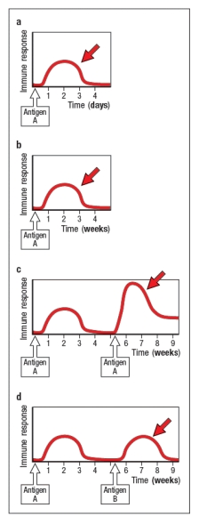 For each of the panels A–D in Figure , identify the most likely component(s) of the immune response indicated by the red arrow, and briefly describe your reasoning.