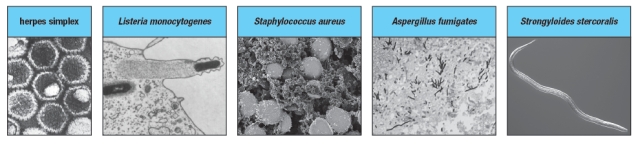 The immune system uses several types of effector modules to protect us against different categories of pathogens. Four major types of pathogens are shown in Figure . a) Which of these categories might be effectively eliminated by innate immune responses that include antimicrobial peptides and phagocytic cells such as neutrophils and macrophages? Explain your answer. b) Which of these categories of pathogenic organisms might be most effectively dealt with by antibodies, if the innate response is insufficient for their eradication? c) Which of these categories of pathogenic organisms would require T lymphocyte responses for their elimination?