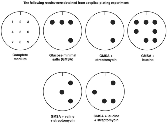 <strong>Figure 8.1 In Figure 8.1, which colonies are streptomycin-resistant and leucine-requiring?</strong> A) 1, 2, 3, and 9 B) 3 and 9 C) 4 and 8 D) 4, 6, and 8 E) 5 and 6