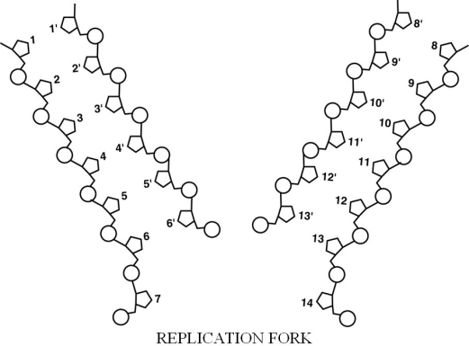 <strong>Figure 8.2 In Figure 8.2, base 2 (and ONLY the base) is covalently bound/attached to</strong> A) deoxyribose. B) phosphate. C) thymine. D) ribose. E) The answer cannot be determined based on the information provided.