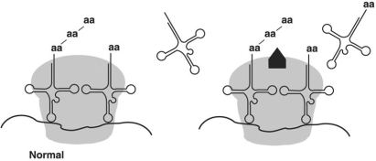 <strong>Figure 8.4 In Figure 8.4, the antibiotic chloramphenicol binds the 50S large subunit of a ribosome as shown (the light gray area is the large subunit, while the black shape is the drug). From this information you can conclude that chloramphenicol</strong> A) prevents translation in eukaryotes. B) prevents translation in prokaryotes. C) prevents transcription in eukaryotes. D) prevents mRNA-ribosome binding. E) prevents transcription in prokaryotes.